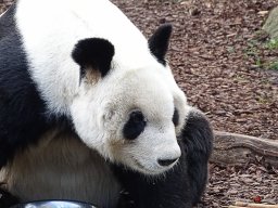 Tiergarten Schönbrunn am 23.03.2023